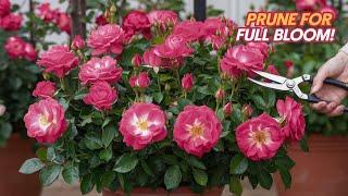 Complete Guide to Pruning Roses for Bushy Look | आसान तरीके से गुलाब की छंटाई करके पाएं घना पौधा