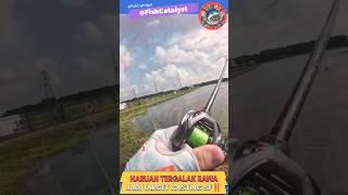 INCARAN PREDATOR RAWA‼️ CASTING IKAN HARUAN BABON RAWA TERLUAS #shorts #short #viral