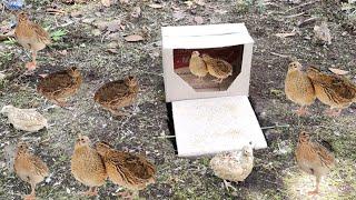 Easy Underground Quail Trap Using Cardboard Box - Simple Quick Bird Trap