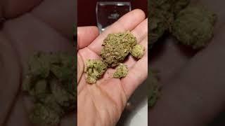 Violet Tourist - Sour OG cheese - Unboxing