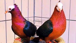 Amazing fancy pigeon varieties & Beautiful Fancy Pigeons: Best Breeds & Farm Footage Compilation