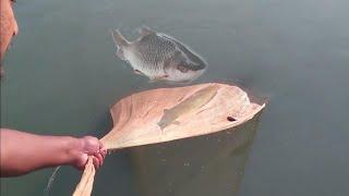 Amazing cast net fishing video in village pond part -2|  @NaturalFishingBD@bdfishing1086