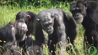 Chester Zoo Chimpanzees Outside