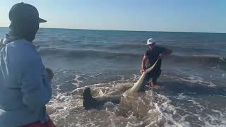 Hammerhead, tiger shark, dehooking & releasing