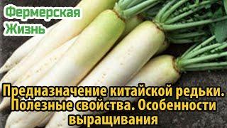 Предназначение китайской редьки  Полезные свойства  Особенности выращивания