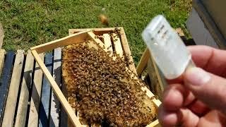 How the bees act when they reject the queen new beekeepers don't miss this