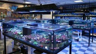 Store Tour and Brief History of Vivid Aquariums