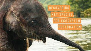 Recovering Key Species for Ecosystem Restoration | World Wildlife Day