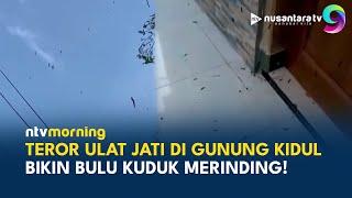 Merinding! Ribuan Ulat Jati Masuk Rumah dan Serang Pengendara di Gunung Kidul | NTV MORNING