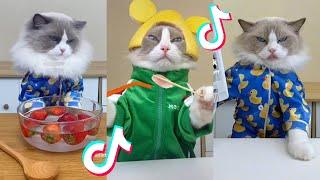 That Little Puff | Cats Make Food  | Kitty God & Others | TikTok 2024 Pt.100