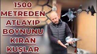 1500 METREDEN ATLAYIP BOYNUNU KIRAN KUŞLAR - HALİL İBRAHİM ÇELİK KÜMES ZİYARETİ OYUNKUŞU UÇUMU