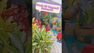 Bocah SD Pacaran? Berhenti #shorts #fypシ #funny #pacaran #feedshorts