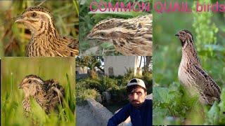 famous quail batair K awaz l female quail sound. birds king kpk.