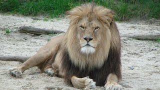 LIONS in India -  Wildlife Documentary HD