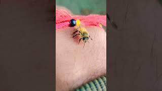 the honey bee lover #shorts #short #trending #honeybee #bee #video #beekeeper #shortvideo #lover