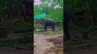 Kerala eli pant Zoo Vera level sean Don't miss end  #keralaelephant #shirts