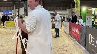 Simmental Judging at Agr Expo 28th October’22