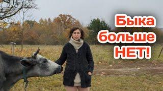 Бык СБЕЖАЛ и больше его НЕТ в нашем хозяйстве!