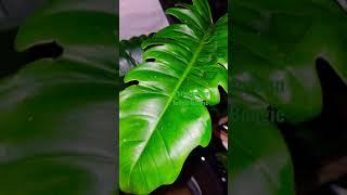 Philodendron 'Jungle Boogie'