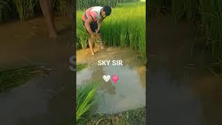 it's time very hard work #paddy #hardwork #skeducation #skysir #viralvideo #trending #shortsvideo