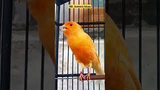 suara burung kenari gacor ngerol || kenari mania || kicau mania || canary singing | canaries singing