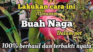 Cara menanam buah naga dalam pot agar cepat berbuah