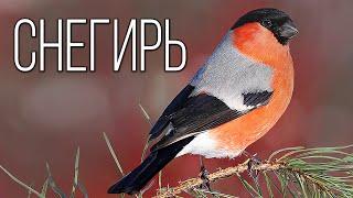 Bullfinches: Feathered winter forest decorations | Interesting facts about bullfinches