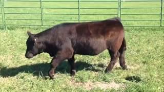 JS ANGUS & CLUB CALVES   #930 STEER