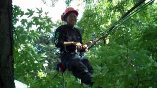 DNTO Climbs a Tree with Sook-Yin Lee and Wenda Li