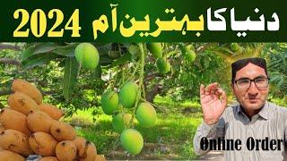 World famous Pakistani Mangoes | mango online order| mango season 2024