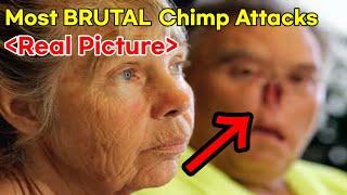 Most BRUTAL Chimp Attacks | chimpanzee Moe