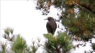 Grey Currawong bird call, also catching and eating European Wasps