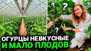 ПОЧЕМУ ОГУРЦЫ НЕ ЗАВЯЗЫВАЮТСЯ, НЕВКУСНЫЕ, БОЧКООБРАЗНЫЕ