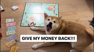 Shiba Plays Monopoly. Ends Poorly For Him.