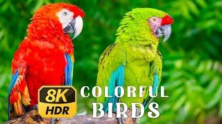 8K Colorful Birds Collection | HDR 60FPS | Beautiful Birds