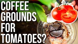 Using Coffee Grounds As Fertilizer For Tomatoes | Why Use Coffee Grounds As Fertilizer