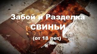 Забой и разделка свиньи