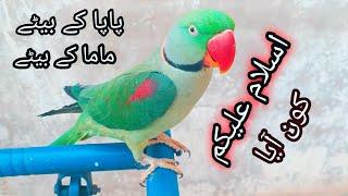 سلام کرنے والا طوطا|Salam Karne Wala parrot|parrot say Aslam alaikum