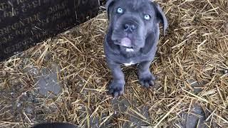 Blue Eyes Cane Corso Puppies! #canecorso #canecorsopuppy