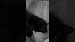 Meow! Cat video. He is the wild one that likes to be mean. #cat #theccu #capcutshorts #catvideo