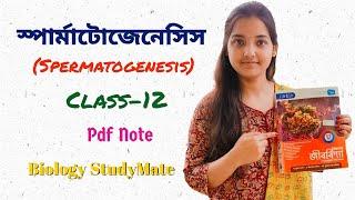 Class 12/স্পার্মাটোজেনেসিস(Spermatogenesis)/Human Reproduction/Biology StudyMate