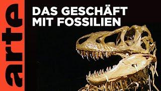 Auf der Jagd nach Dino-Fossilien | Doku HD | ARTE