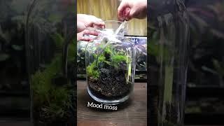 How To Make a Self Sustaining Terrarium!