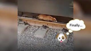 Sleeping dog cheats death under the wheels of speeding train