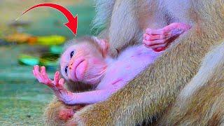 So Sweet Mama Monkey MOKA Puts Adored Baby Lying Down On Cement Looks Very Cut 14.