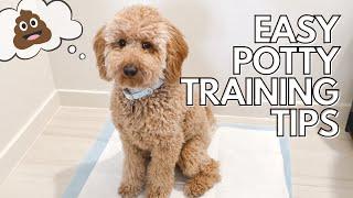 Easy Potty Training Tips // How To Potty Train Your Puppy