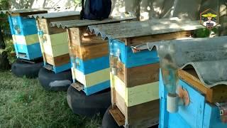 ПАСЕКА В БЕЗВЗЯТОЧНЫЙ ПЕРИОД  Чем кормить пчел  ПЧЕЛОВОДСТВО 2020