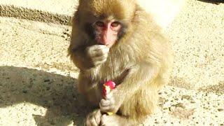 子ザルは椿を愛す Baby monkeys love trees and spring 葉ッピー動物園1587 淡路島モンキーセンター 兵庫県