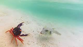 Puffer fish VS Crab