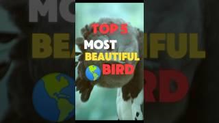 Top 5 MOST Gorgeous Birds! 